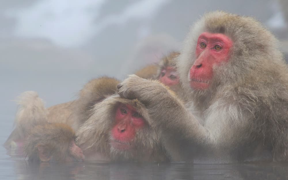 Snow Monkeys Hot Spring by Angela Muliani Hartojo — canvas wall art
