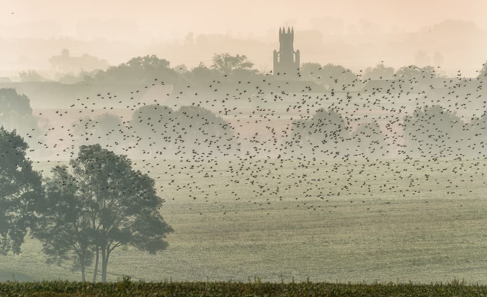 Misty Morning Birds by Piotr Krol (Bax) — canvas wall art