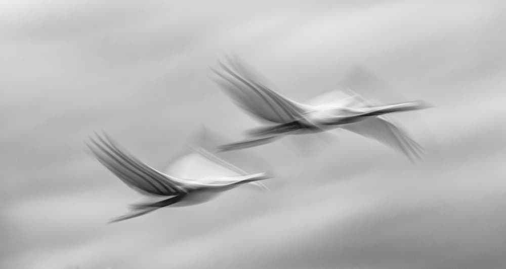 Graceful Flight Duo by Dorit Berkovits — canvas wall art