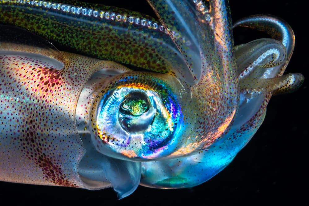 Iridescent Squid Eye by Barathieu Gabriel — canvas wall art