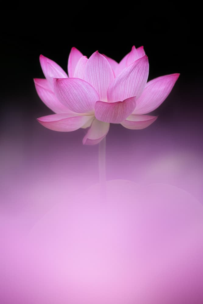 Soft Pink Lotus by Takashi Suzuki — canvas wall art