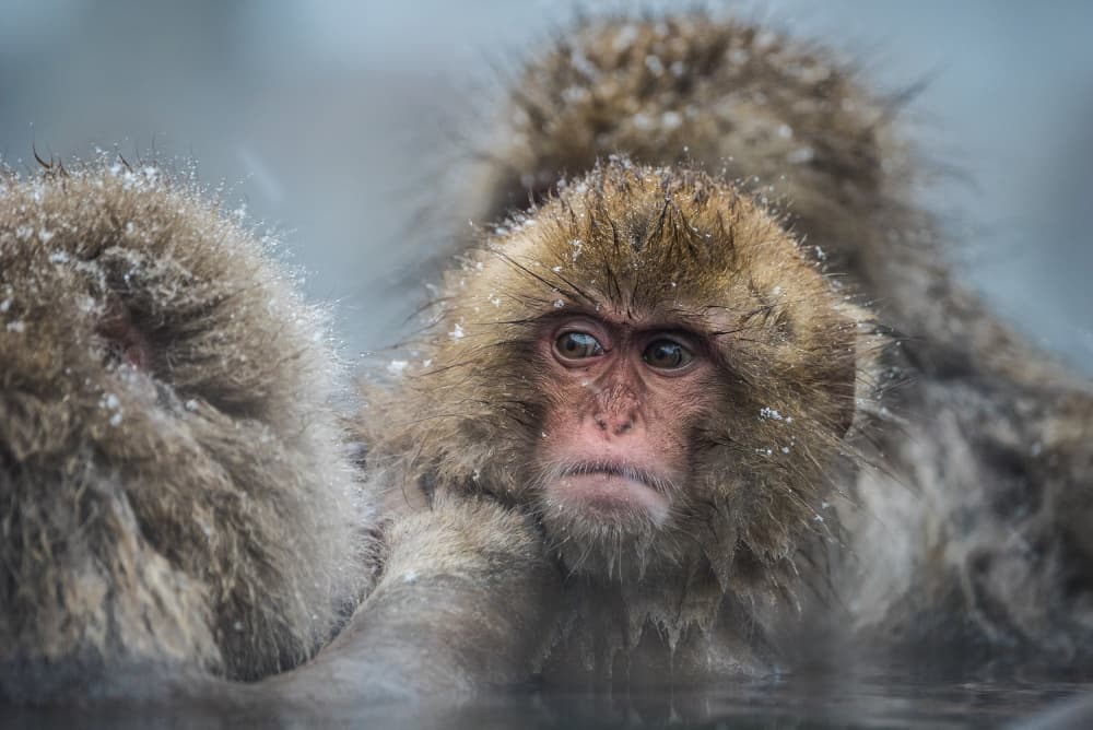 Snow Monkey Soaking by Takeshi Marumoto — canvas wall art