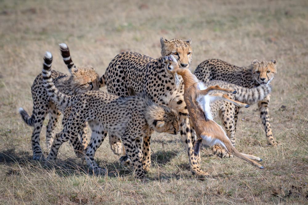 Cheetahs Hunting Gazelle Fawn by YY DB — canvas wall art