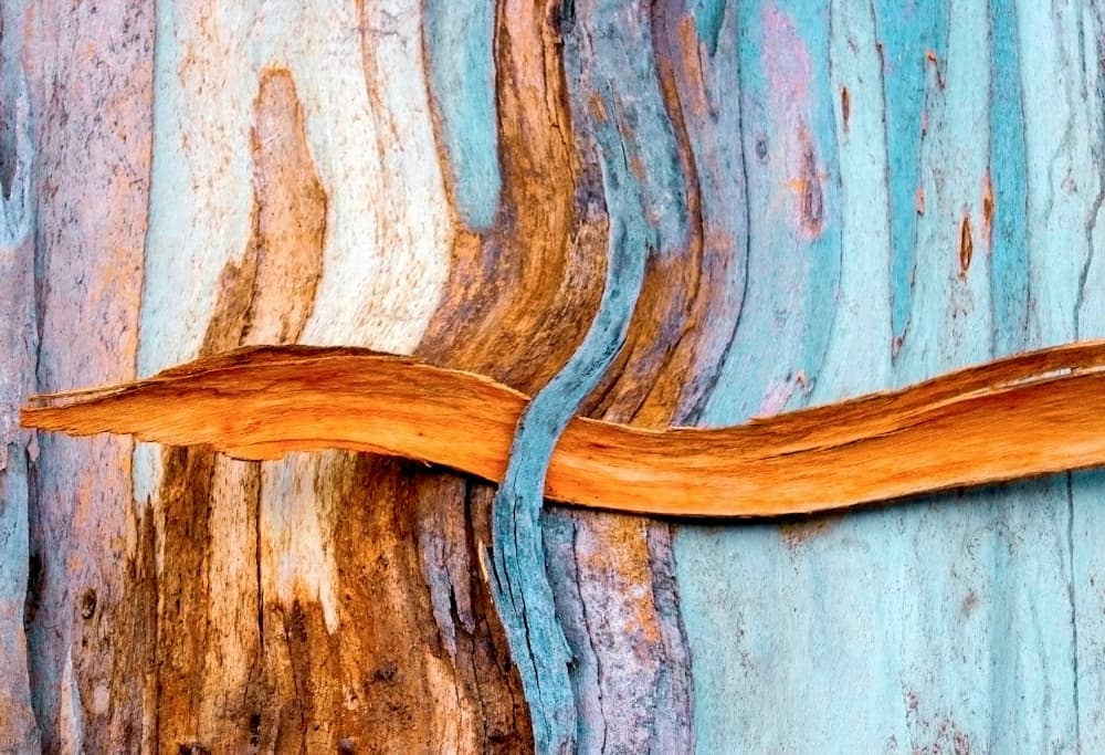 Rainbow Eucalyptus Bark by Robin Wechsler — canvas wall art