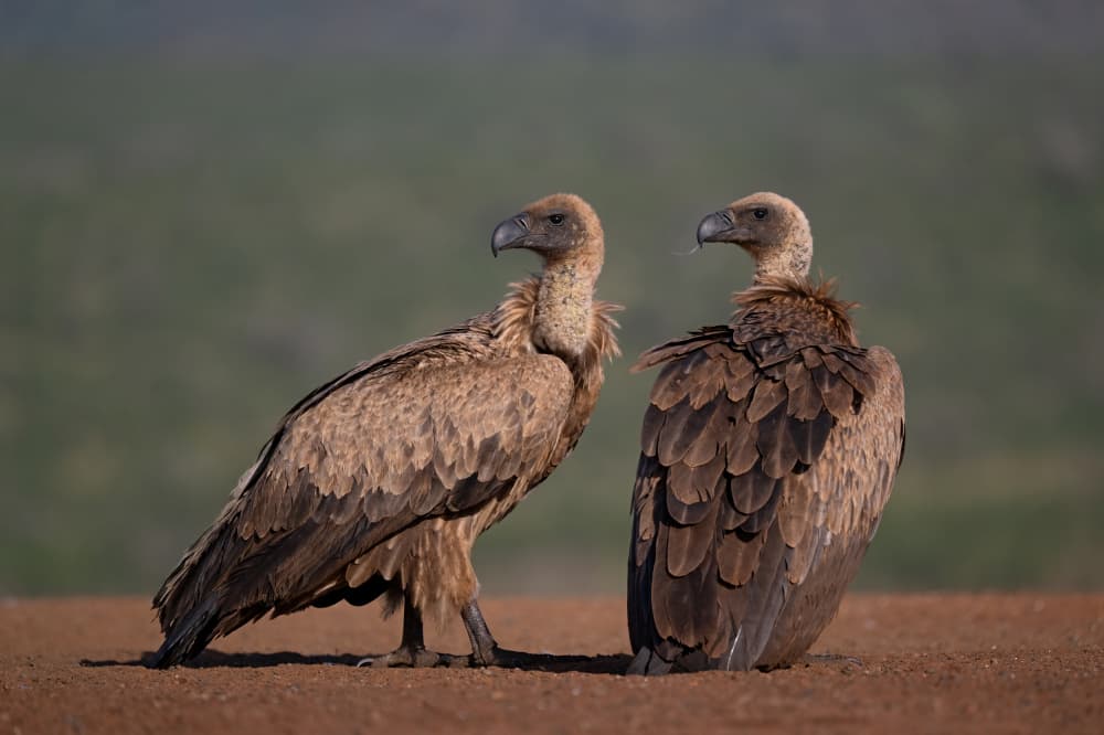 African Vulture Pair by Marco Pozzi — canvas wall art