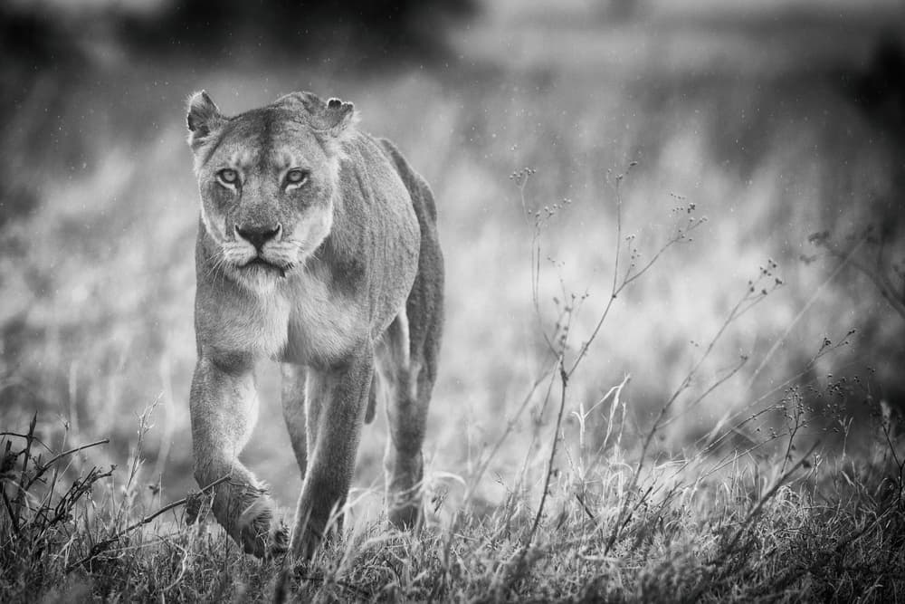 Intense Lioness Gaze by Mohammed Alnaser — canvas wall art