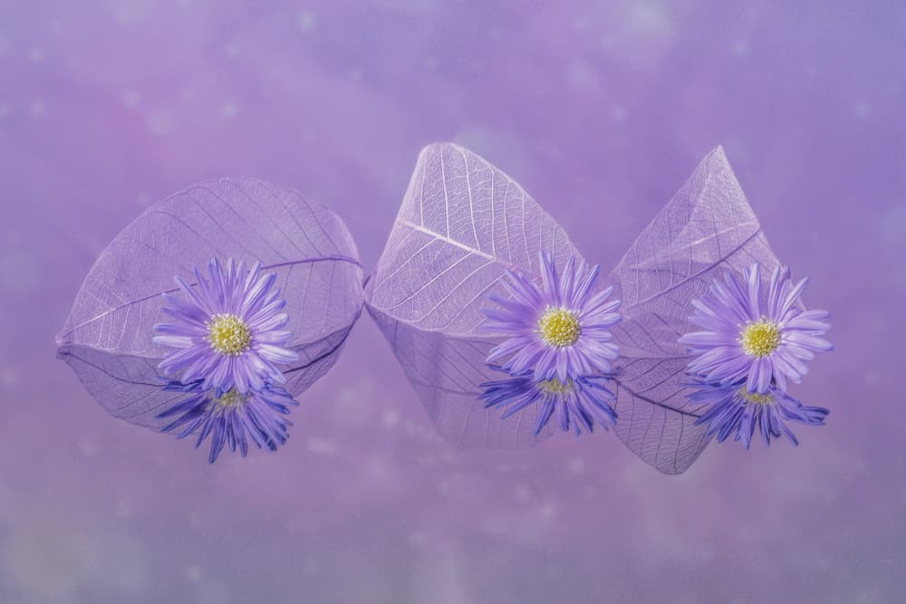Purple Flowers Reflections by jenny j rao — canvas wall art
