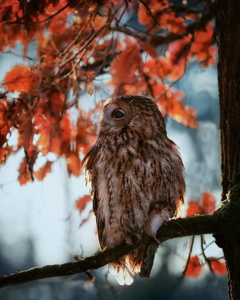 Forest Owl's Catch by Michaela Firešová — canvas wall art