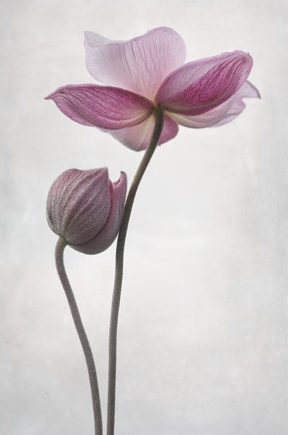 Backlit Pink Anemones