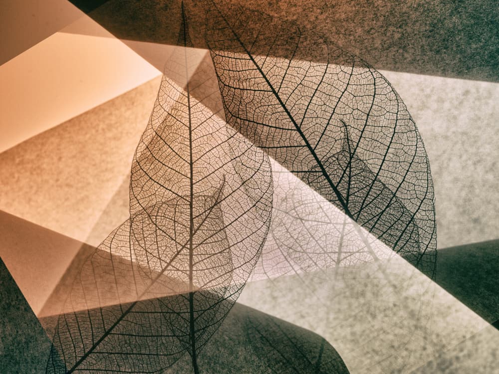 Delicate Skeleton Leaves by Shihya Kowatari — canvas wall art