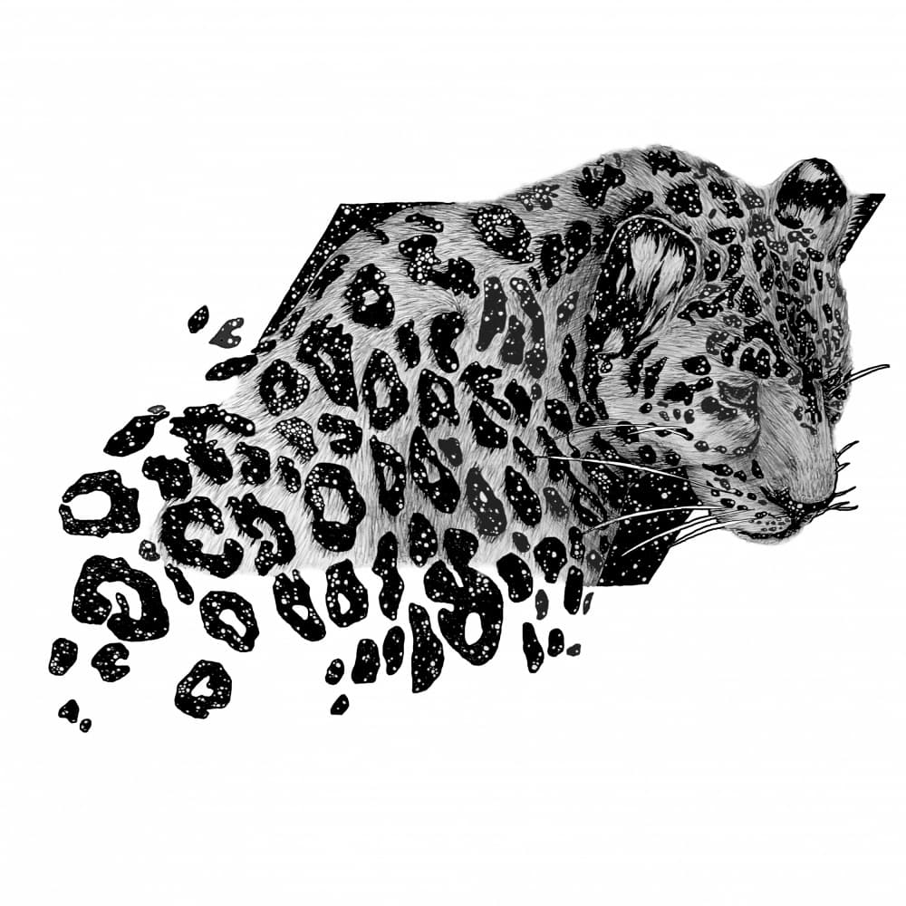 Cosmic Wild Leopard by EC Mazur — canvas wall art