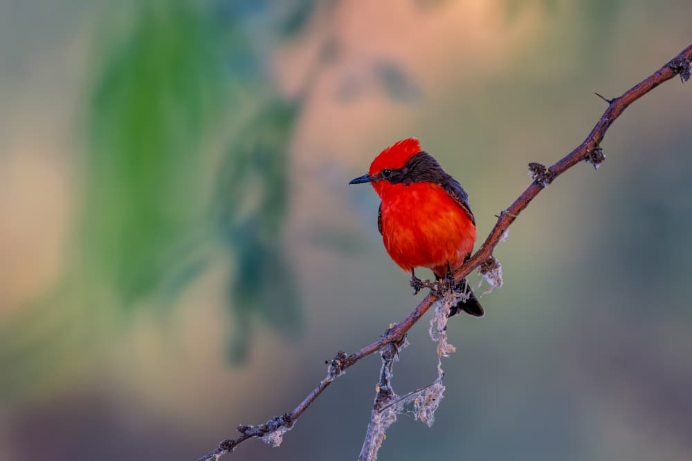 Vermilion Flycatcher Perched by Jacob (Jian) Xu — canvas wall art