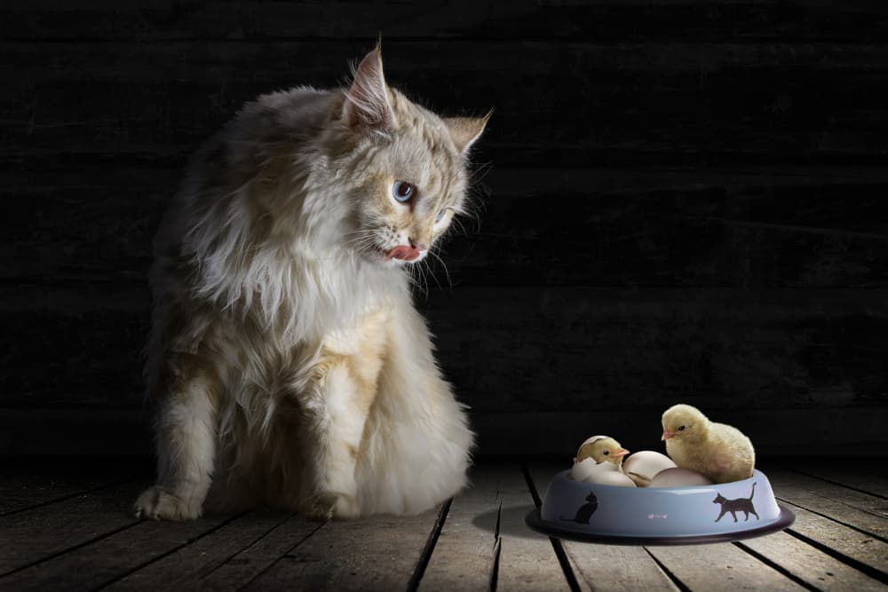 Curious Cat and Chicks by Marcel Egger — canvas wall art