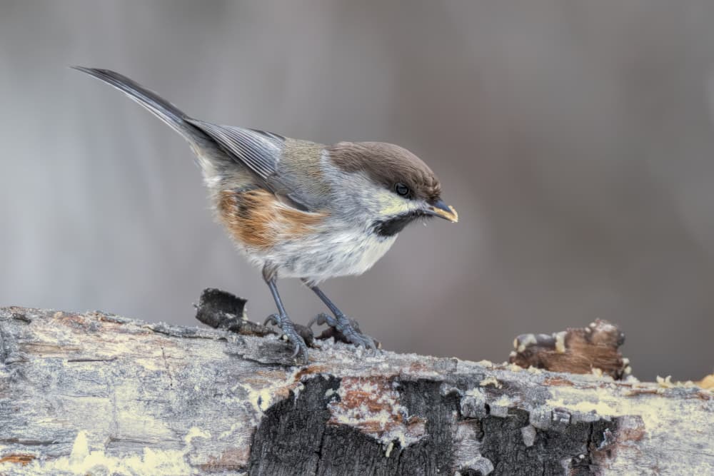 Brown Chickadee Perching by Jun Zuo — canvas wall art
