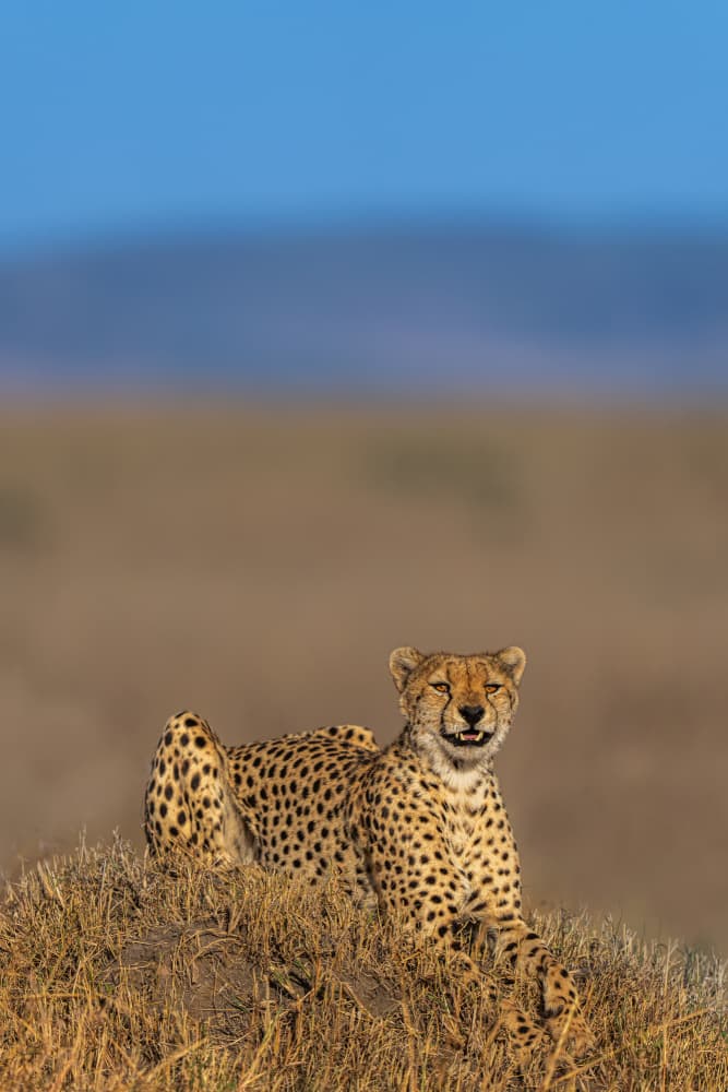 Golden Cheetah Gaze by Yogesh Bhatia — canvas wall art
