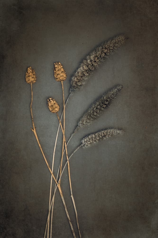 Rustic Dried Botanicals by Cicek Kiral — canvas wall art