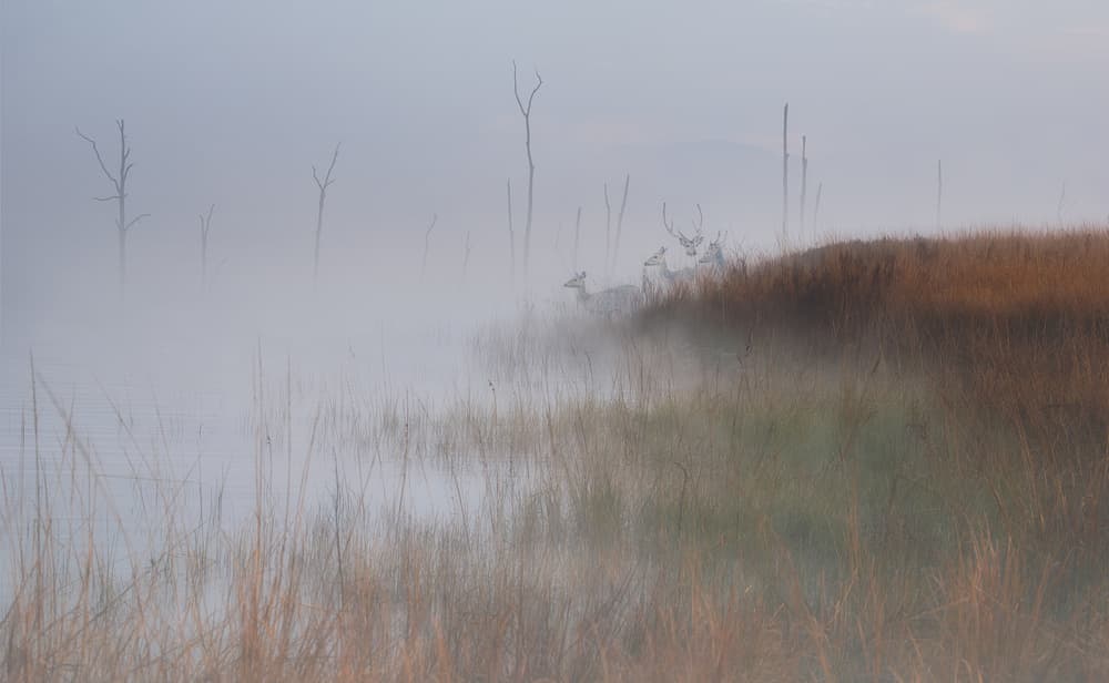 Deer in Morning Mist by swapnil deshpande — canvas wall art