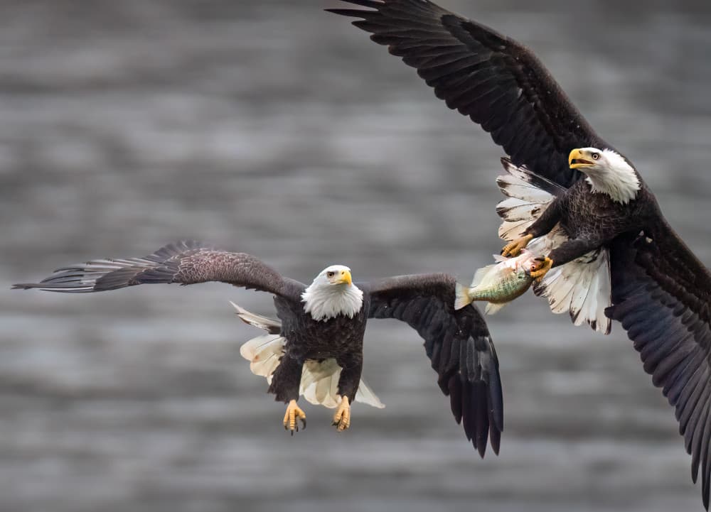Eagles Fishing Flight by Ruiqing P. — canvas wall art
