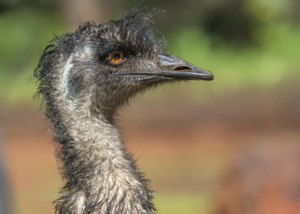 Wild Emu Gaze by Susan Moss — canvas wall art