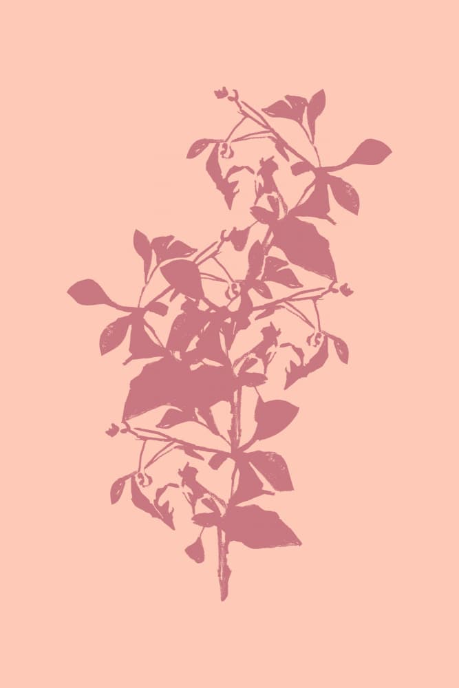 Pink Botanical Silhouette by cartissi — canvas wall art