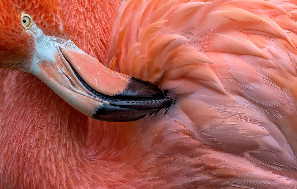 Pink Flamingo Preening by Xavier Ortega — canvas wall art