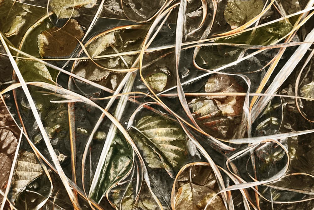 Frosted Nature Detail by Christina Sillen — canvas wall art