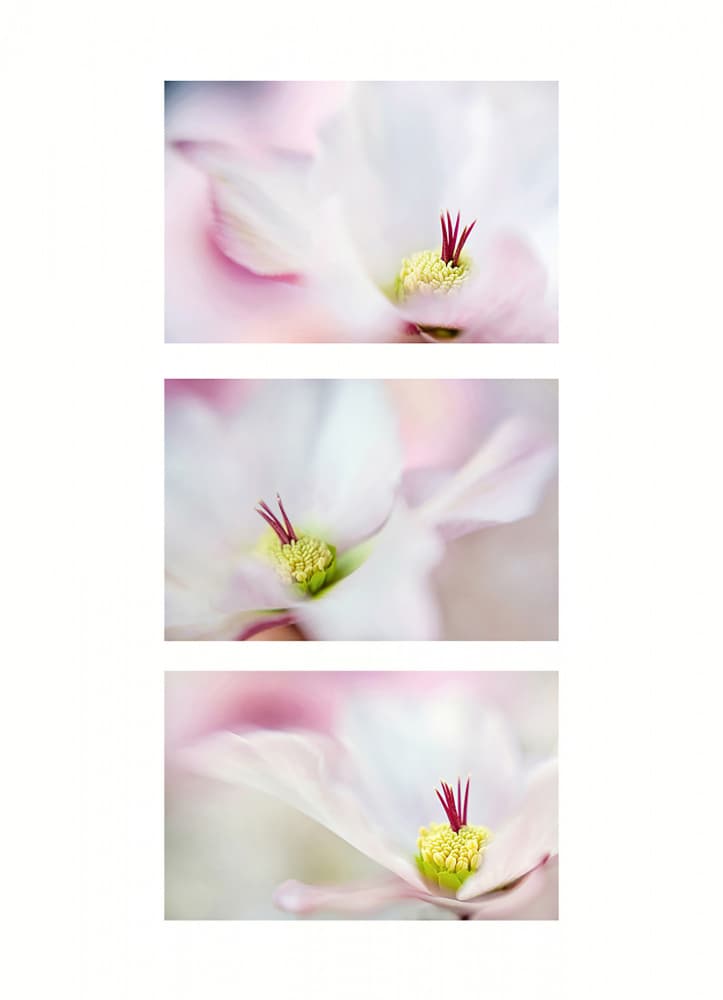 Soft Pink Bloom by Jacky Parker — canvas wall art