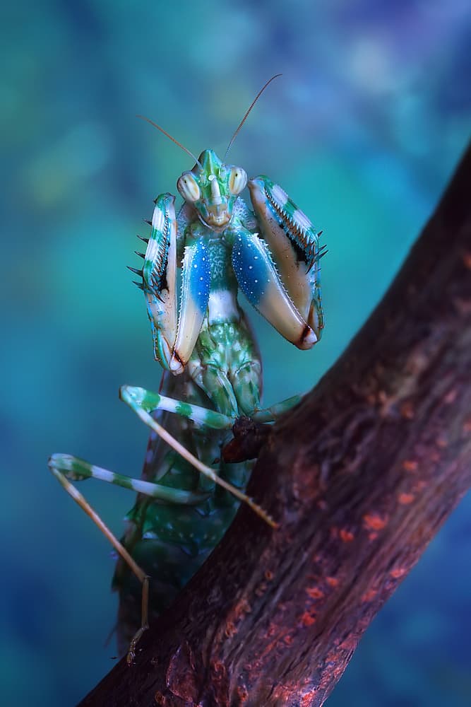 Vibrant Praying Mantis by Jimmy Hoffman — canvas wall art