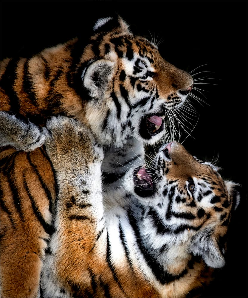 Playful Tiger Cubs by Chris Coenders — canvas wall art