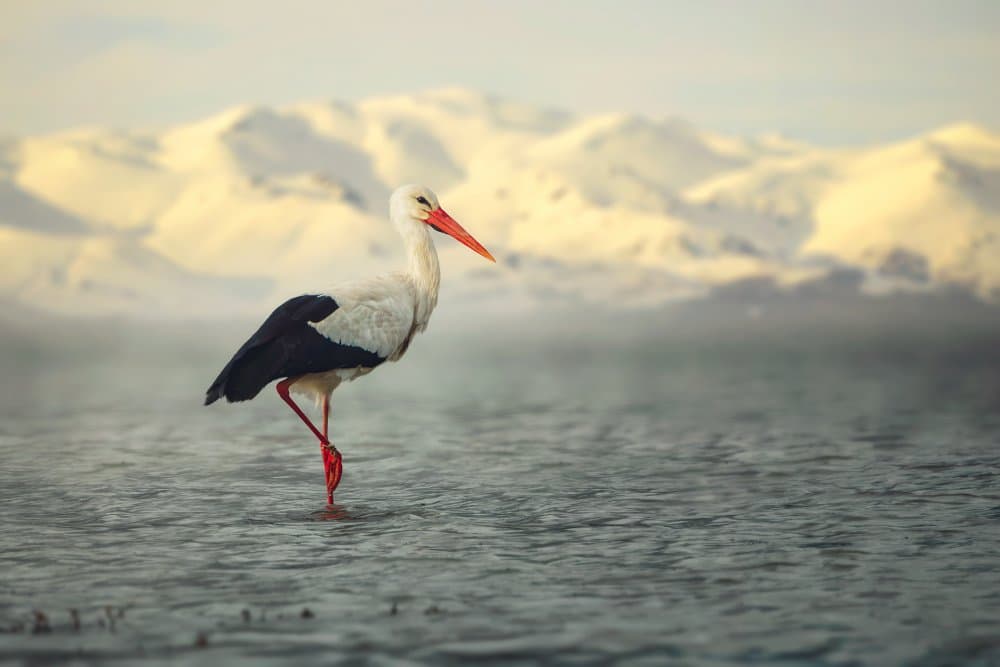 White Stork Serenity by Sina Pezeshki — canvas wall art