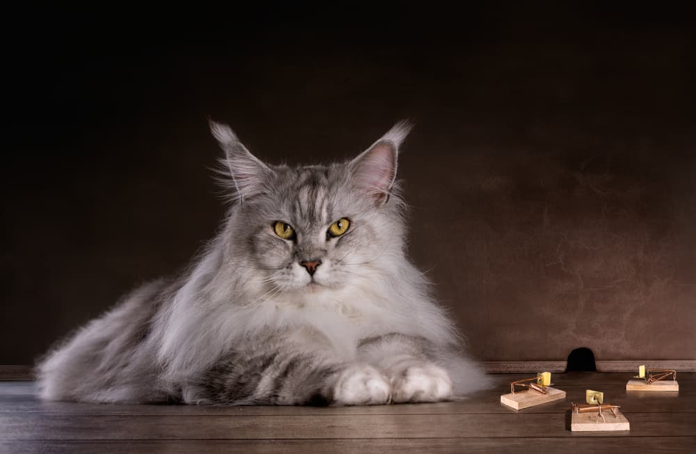 Watchful Maine Coon Hunter by Adrian Vrican — canvas wall art