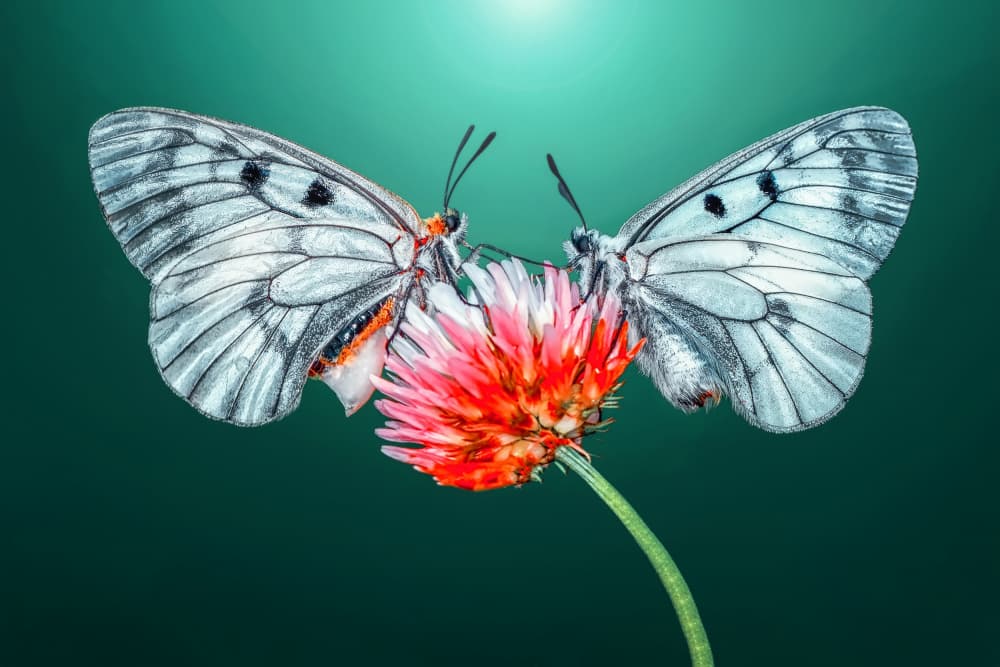 White Butterflies on Flower by Mustafa öztürk — canvas wall art