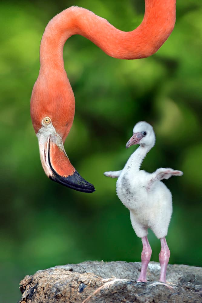 Curious Flamingo Chick by Xavier Ortega — canvas wall art