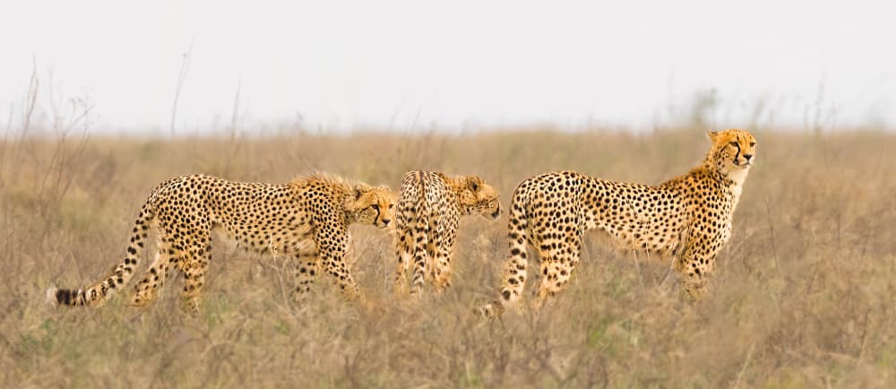 Four Cheetahs Prowl by Yanny Liu — canvas wall art