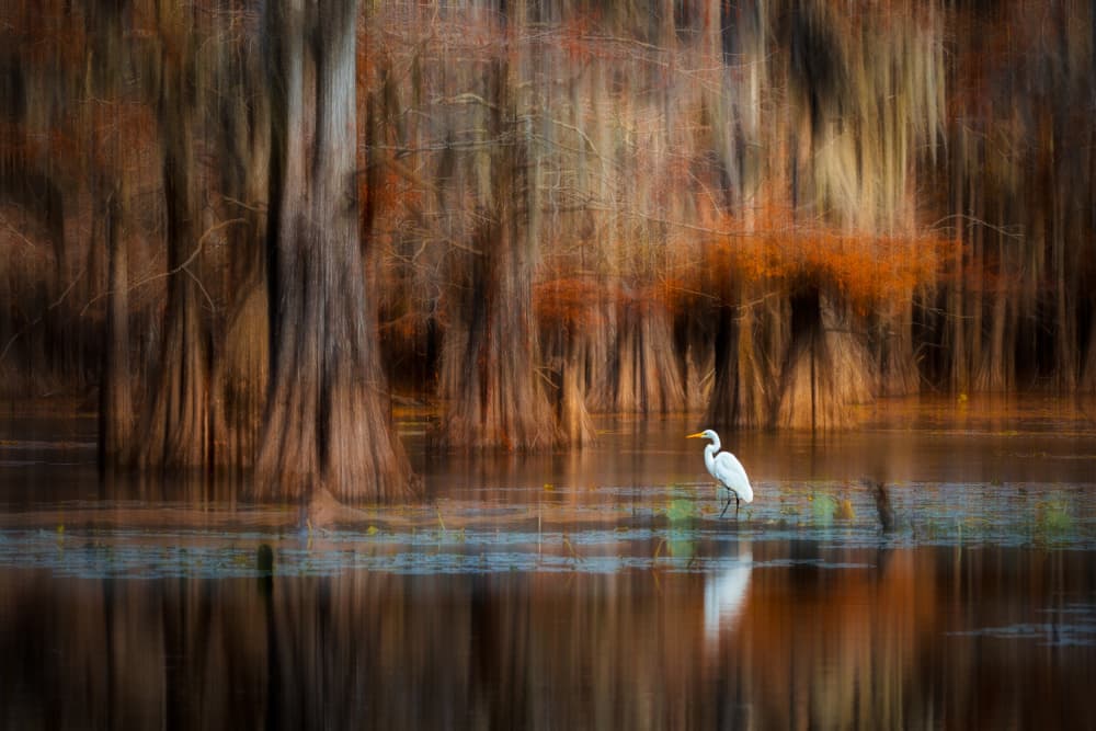 Graceful Egret Serene Swamp by Serena Duan — canvas wall art