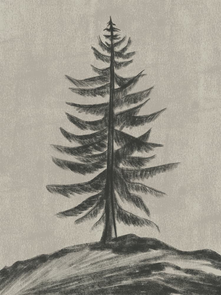Solitary Pine Tree