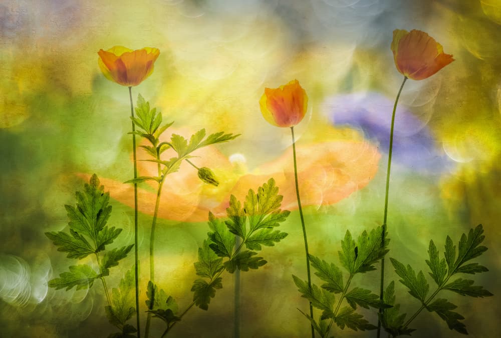 Dreamy Poppy Glow by Hilda van der Lee — canvas wall art