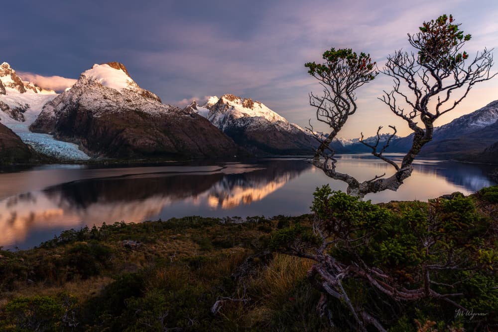 Gnarled Tree Lake Reflection by Ye Naing Wynn — canvas wall art