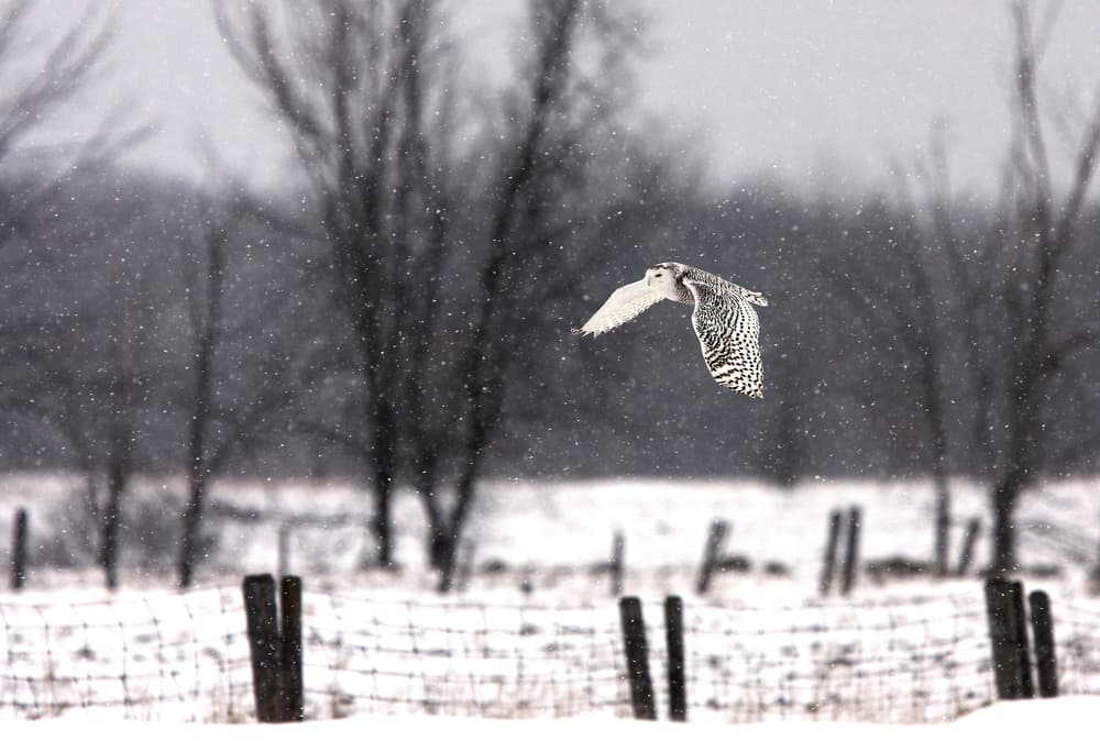 Snowy Owl in Flight by Jim Cumming — canvas wall art
