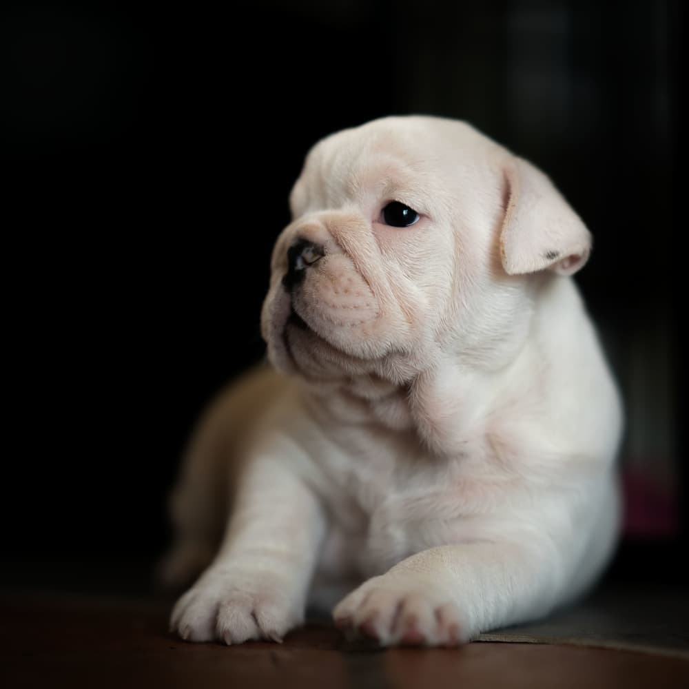 Little Bulldog Puppy by Gert van den Bosch — canvas wall art