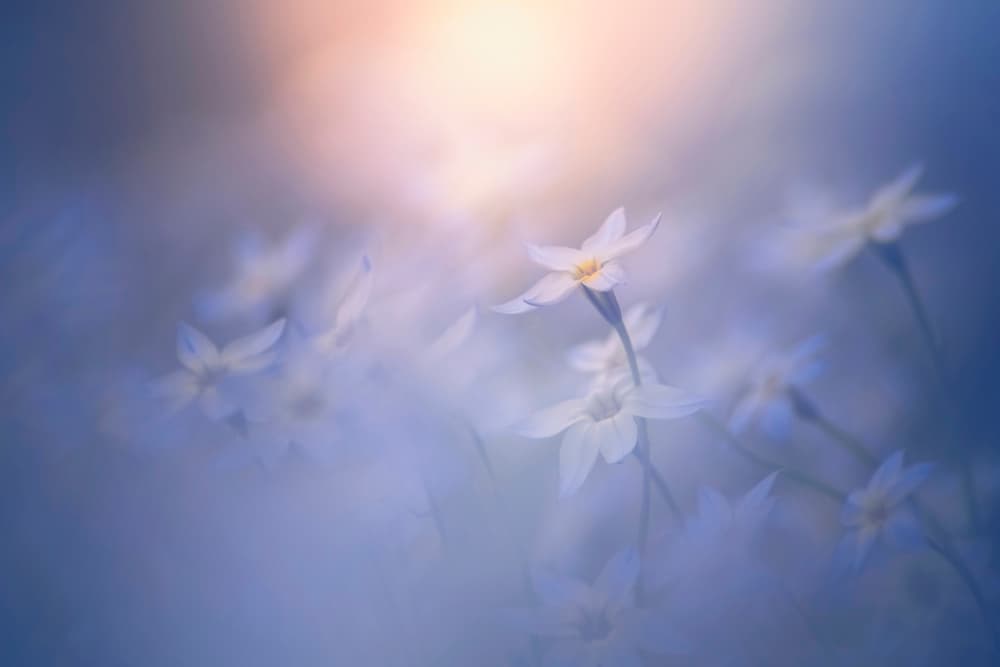 Soft White Spring Blooms by Takashi Suzuki — canvas wall art