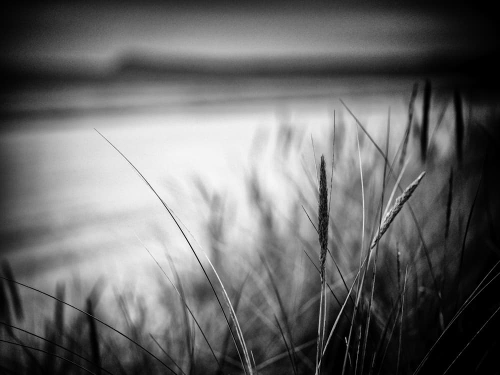Beach Grass Serenity by Stefan Buder — canvas wall art