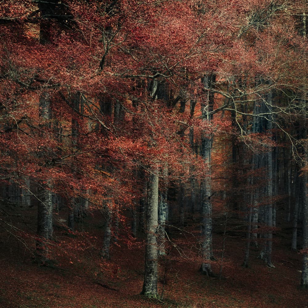 Red Autumn Forest by Tommaso Pessotto — canvas wall art