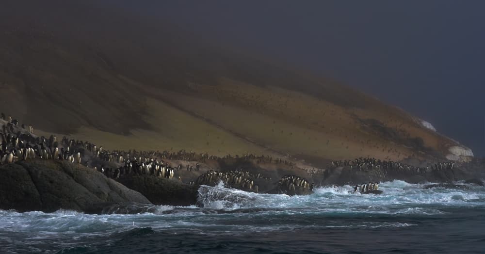 Penguin Colony Shore by Sergey Kokinskiy — canvas wall art