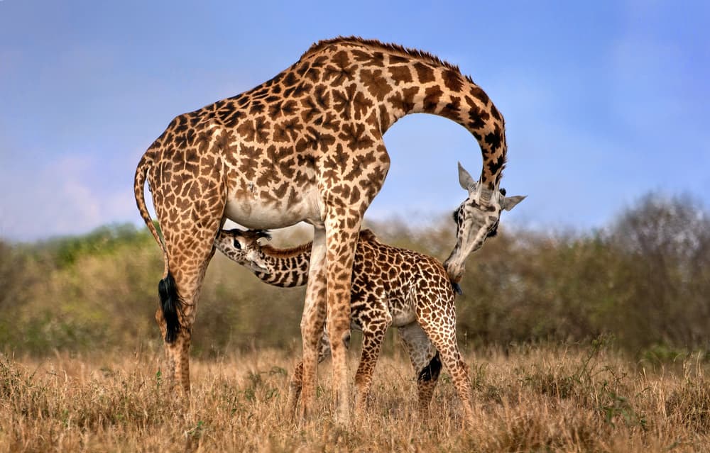 Gentle Giraffe Nurturing by Xavier Ortega — canvas wall art