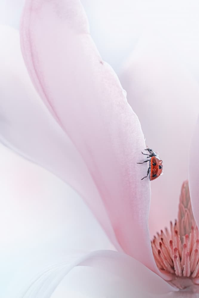 Ladybug on Pink Magnolia by Summer2016 — canvas wall art