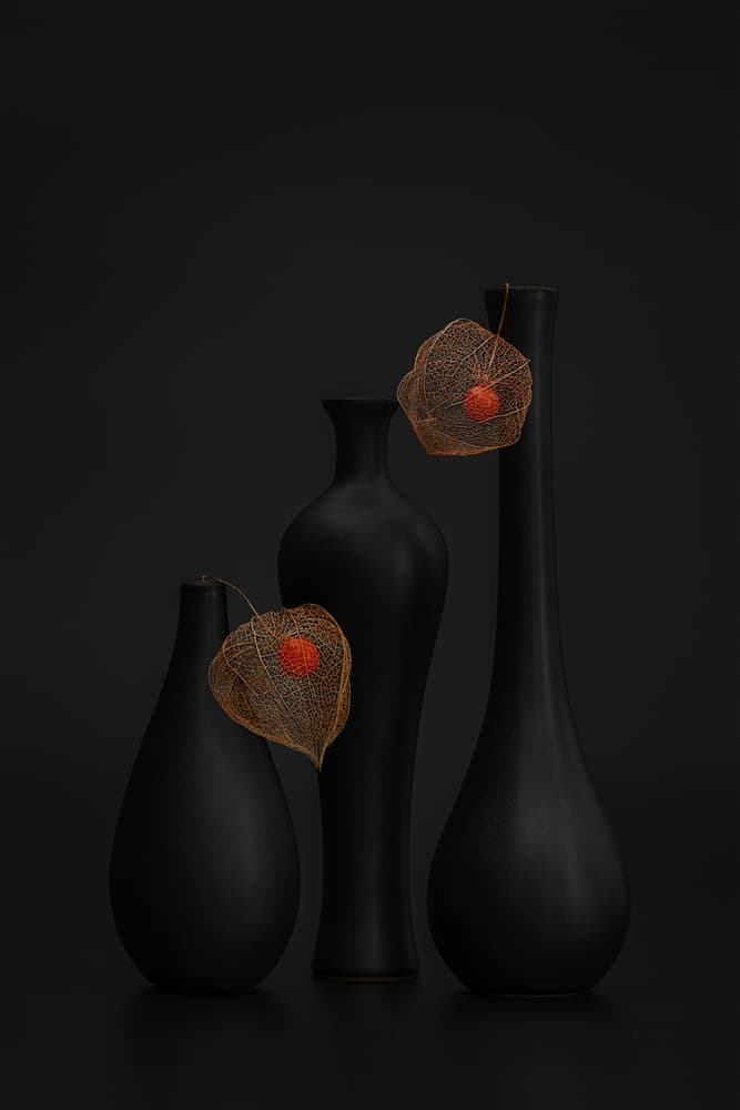 Elegant Black Physalis Still by Lydia Jacobs — canvas wall art