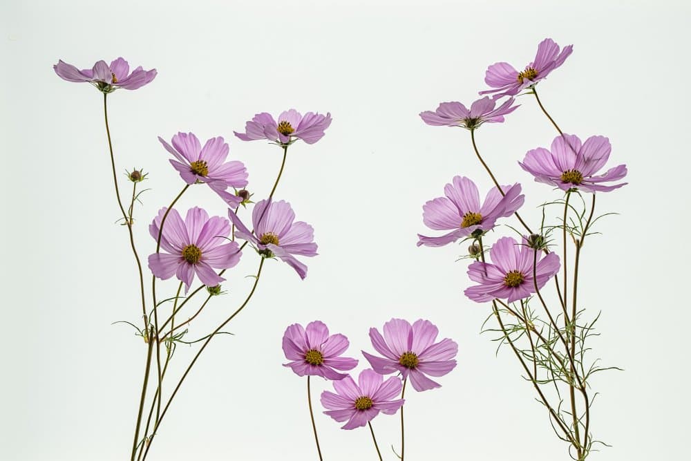 Delicate Pink Cosmos by Xiaoyuan Xu — canvas wall art