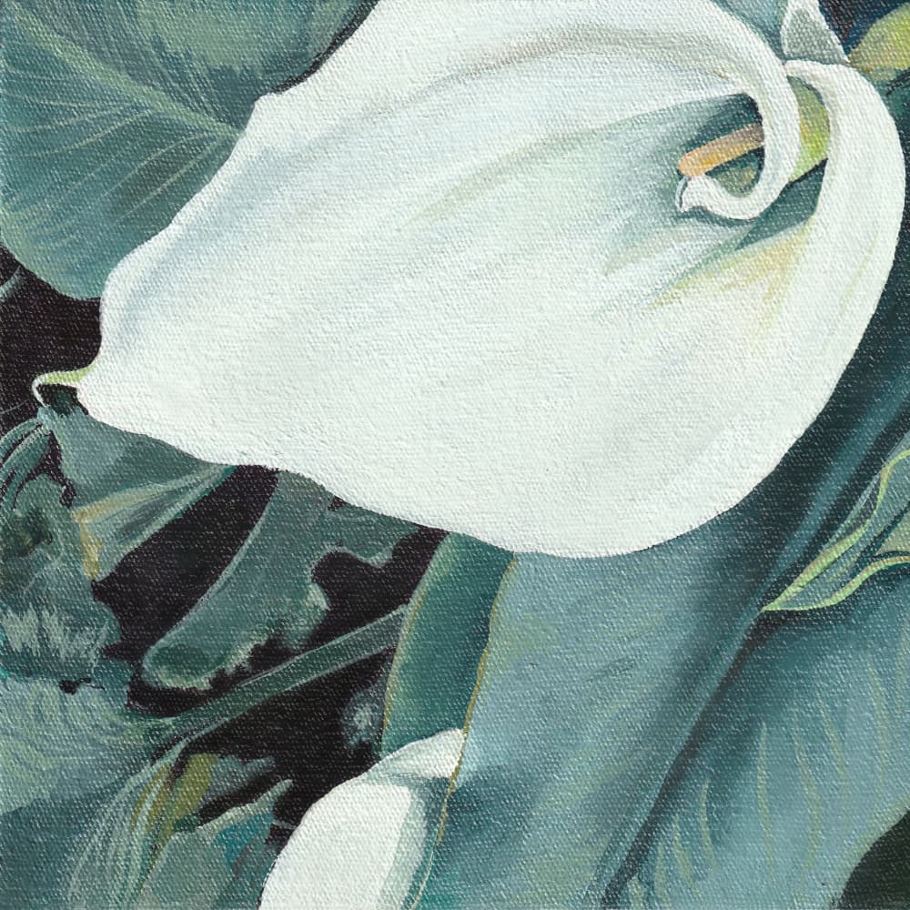 Elegant White Calla Lily by Viccy Wanliss — canvas wall art