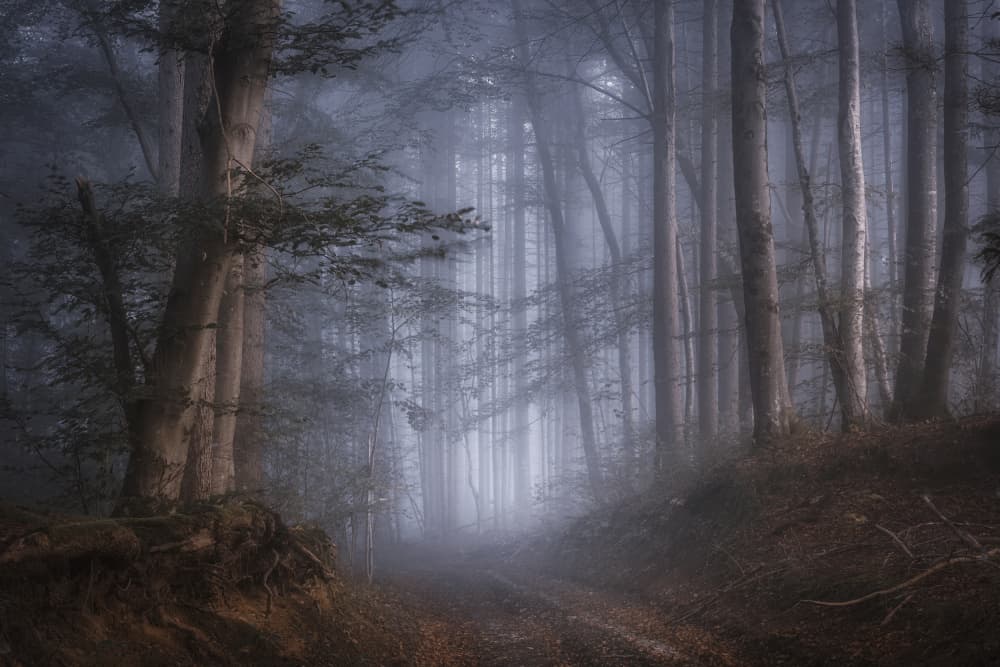 Misty Forest Path by Norbert Maier — canvas wall art